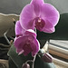 our other orchid