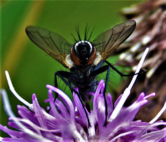 Fascinating Fly!!