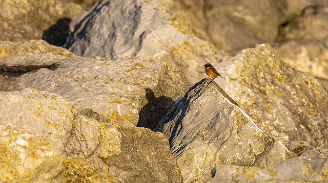 Stonechat