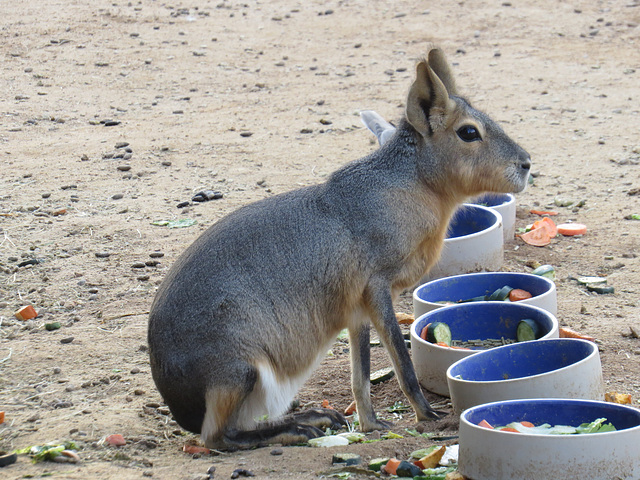 Patagonian  Cavy