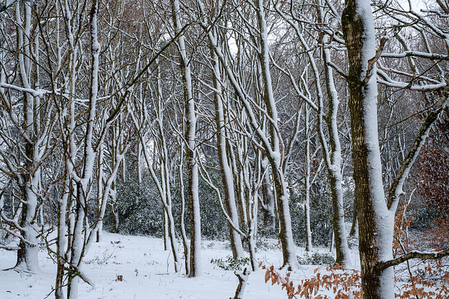 Snowy trees #1
