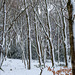 Snowy trees #1