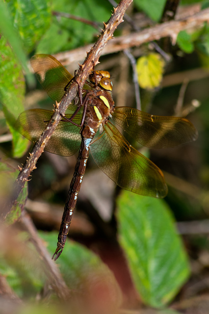 Brown Hawker Dragonfly 1-7157