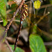 Brown Hawker Dragonfly 1-7157