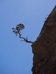 Baum an einer Felswand