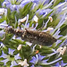 20230722 2780CPw [D~LIP] Flachblättriger Mannstreu (Eryngium planum), Wollhaarkäfer (Dasytes agg), Bad Salzuflen