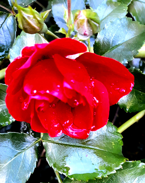 Rose With Raindrops..