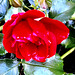 Rose With Raindrops..