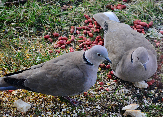 Collared Doves