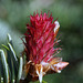 Douglas Fir Male Cone