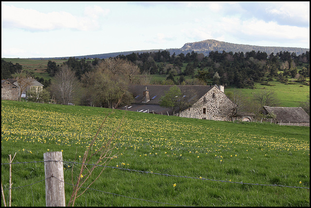 Jonquilles aux Infruits