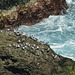 Laughing Gulls, Little Tobago