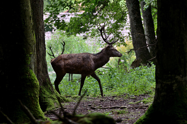 Aug in Aug mit den Tieren des Waldes - Hirsche