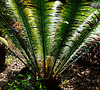 Cycas