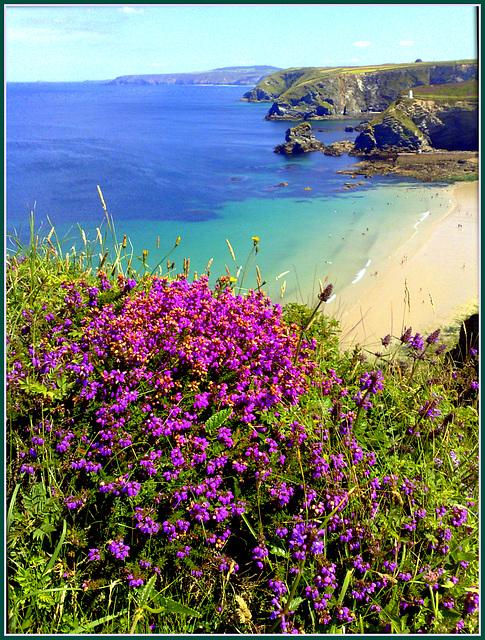 Treaga Hill, Portreath (with heather).