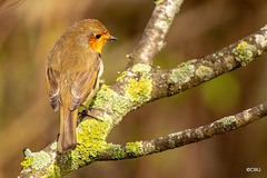 The Gazebo Robin pitched up today with a mate!