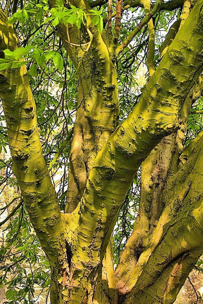 Oooooo What A Green Tree!!!