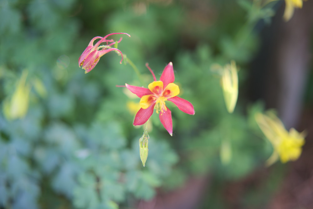 Columbine