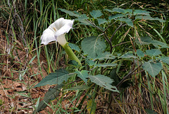 Datura wrightii, Zion Natural Park USA L1010657