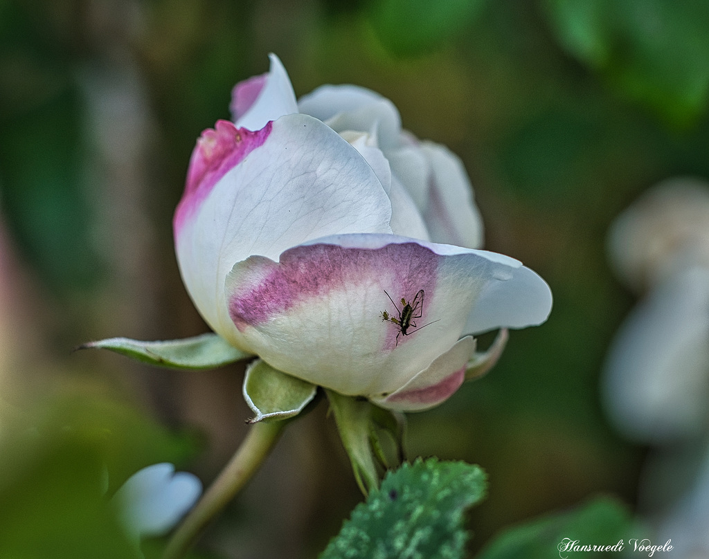 Rose mit Bewohner