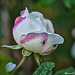 Rose mit Bewohner