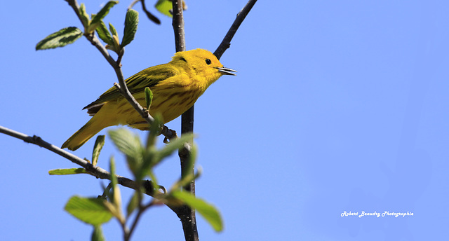 Paruline jaune