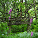 Kinder Bank Wood sign - Foxgloves