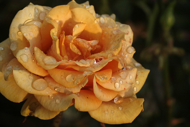 Rose with Water Drops