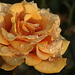 Rose with Water Drops