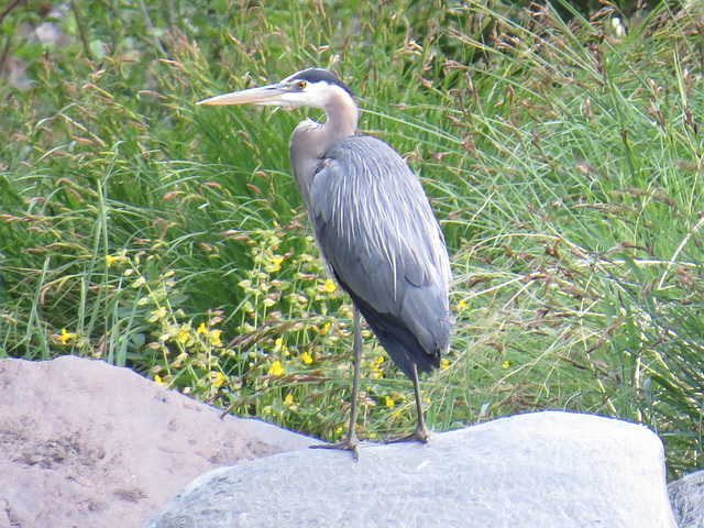 Great Blue Heron