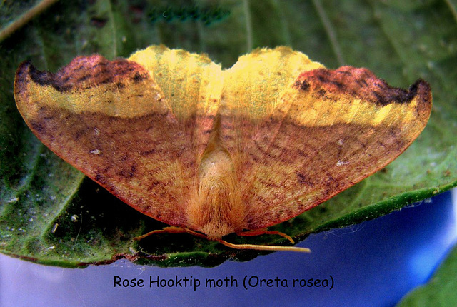 Rose hook-tip moth