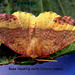Rose hook-tip moth