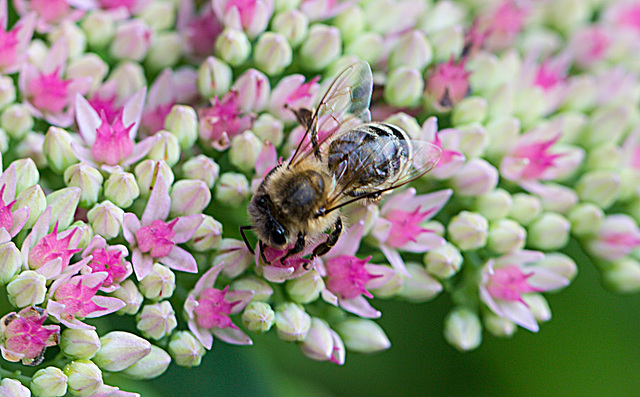 20210902 4374VRMw [D~LIP] Fetthenne (Sedum 'Herbstfreude'), Honigbiene, Bad Salzuflen