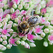 20210902 4374VRMw [D~LIP] Fetthenne (Sedum 'Herbstfreude'), Honigbiene, Bad Salzuflen