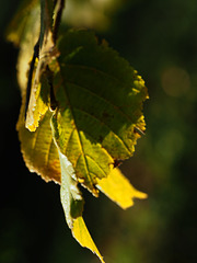 nocciòlo in autunno