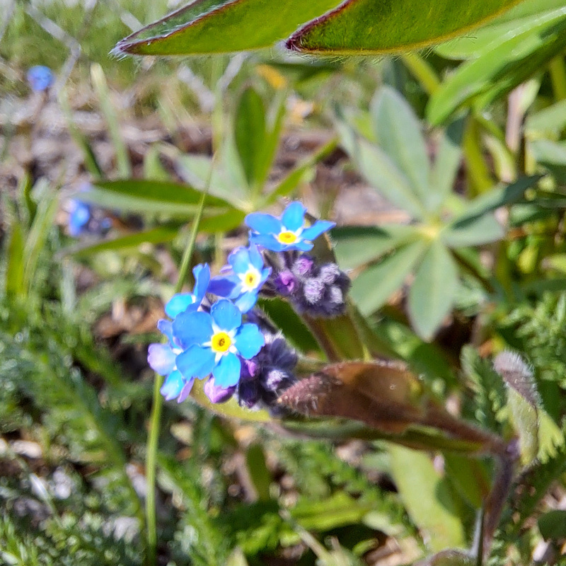 Vergissmeinnicht (Myosotis)
