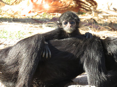 Baby Black-Headed Spider Monkey