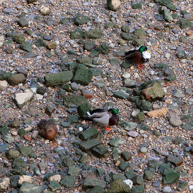 Mallards, Limekiln Dock