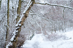 The path to the park after snow