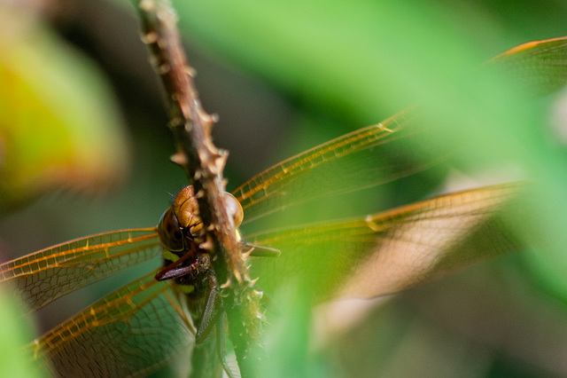 Brown Hawker Dragonfly too close-7162