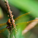 Brown Hawker Dragonfly too close-7162