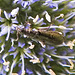 20230722 2781CPw [D~LIP] Flachblättriger Mannstreu (Eryngium planum), Wollhaarkäfer (Dasytes agg), Bad Salzuflen