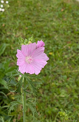 Last "rose" of summer