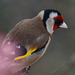 Goldfinch