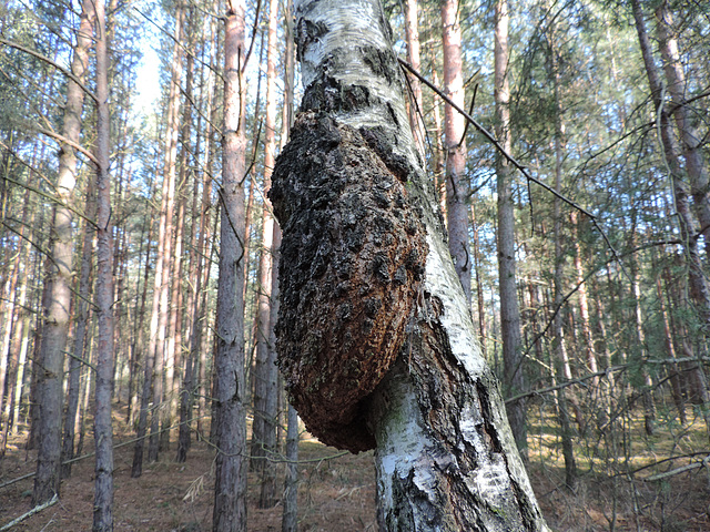 Birke mit Auswuchs