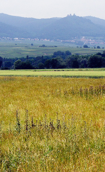 l'été sous les trois sorcières