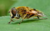 Hoverfly.