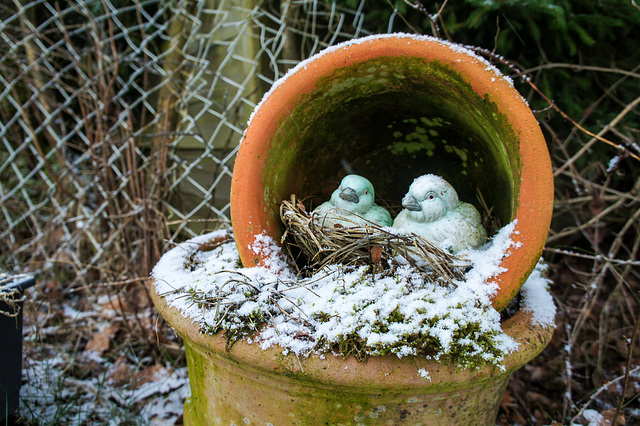 Hilfe! Frierende Fögel! (HFF!)