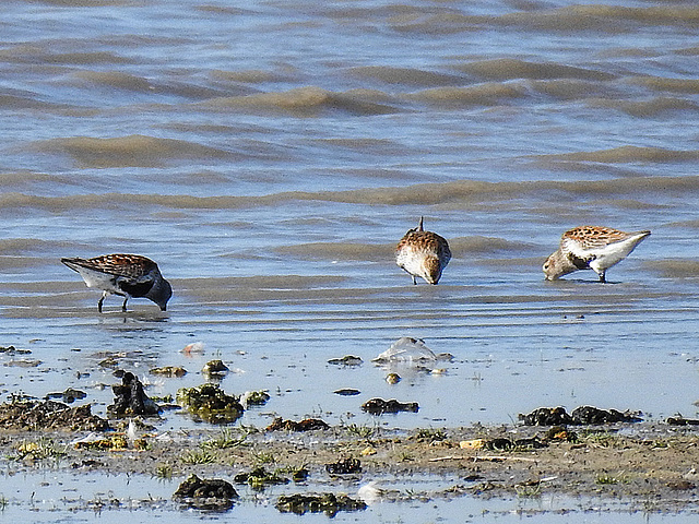 20170518 1559CPw [H] Alpenstrandläufer (Calidris alpina), Neusiedler See, [Fertöüjlak]