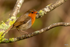 The Gazebo Robin pitched up today with a mate!